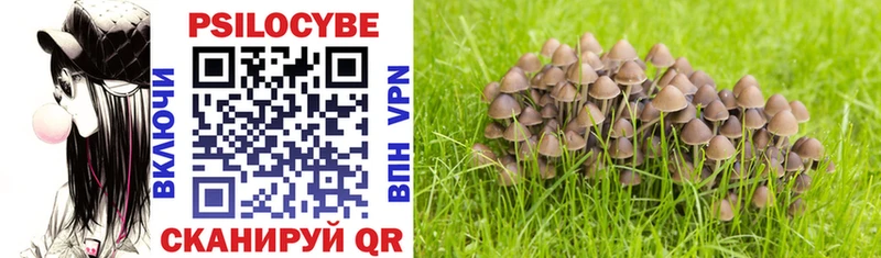 Галлюциногенные грибы Psilocybe Чапаевск